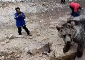 افزایش حضور خرس‌های سبلان در روستاهای مشگین‌شهر