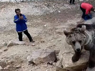 افزایش حضور خرس‌های سبلان در روستاهای مشگین‌شهر