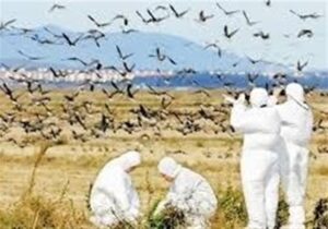 پایش روزانه در کنترل بیماری آنفلوانزای فوق حاد پرندگان