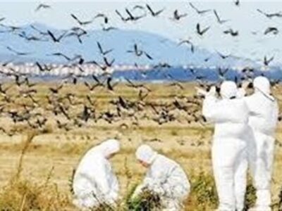 پایش روزانه در کنترل بیماری آنفلوانزای فوق حاد پرندگان