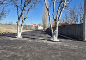 درختان شهر اردیموسی قربانی بهسازی خیابان نشدند