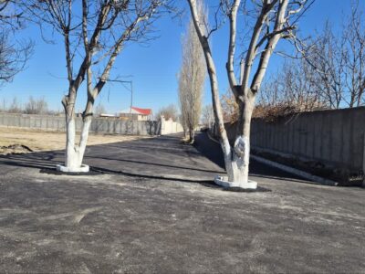 درختان شهر اردیموسی قربانی بهسازی خیابان نشدند
