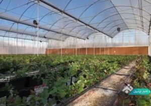 مجموعه گلخانه ای سپید رز روستای اندراب افتتاح شد