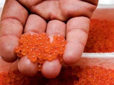 جهش تولید در پرورش آبزیان در اردبیل