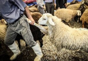 سارق احشام در گرمی دستگیر شد