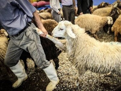 سارق احشام در گرمی دستگیر شد