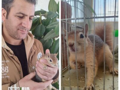 تحویل یک بطانه سنجاب وحشی به اداره محیط زیست الیگودرز 
